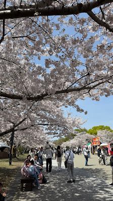 舞鶴公園の桜 5