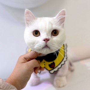 무마취 고양이 미용( 발톱정리 귀청소 항문낭케어 목욕 드라이 포함) — [서울 용산구] 플러피캣 [99,000원 상당] 무마취 고양이 미용( 발톱정리 귀청소 항문낭케어 목욕
