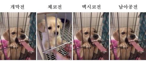 이번 월드컵 요약(17)