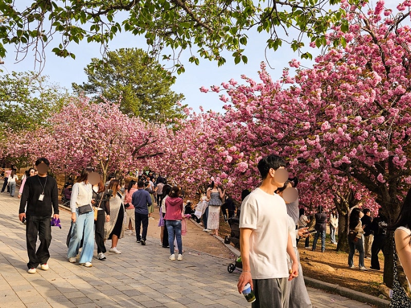 불국사 겹벚꽃 풍경