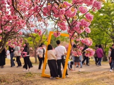불국사 겹벚꽃 풍경